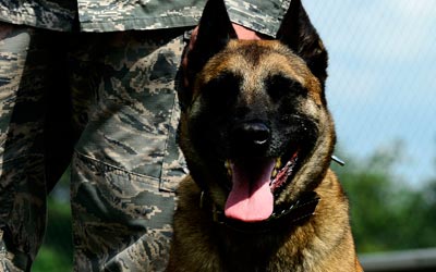 A military working dog.
